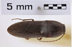 Foto (Dorsalansicht) von Melanotus compactus (NHMW-ZOO-COL-0007798)